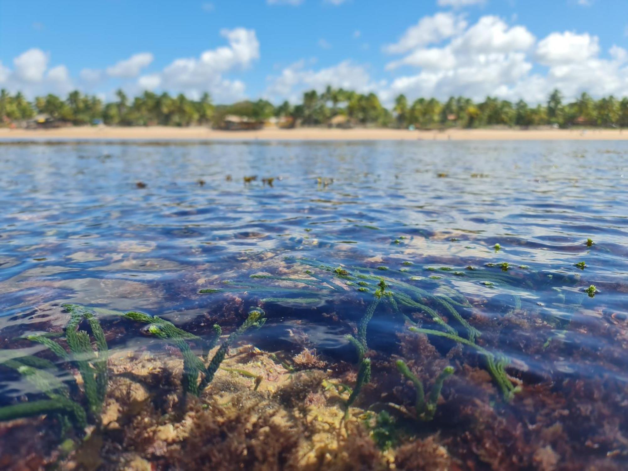 Laus Bangalos Experience - Piscina Privativa - Praia De Algodoes - Peninsula De Marau - Bahia Praia dos Algodoes エクステリア 写真